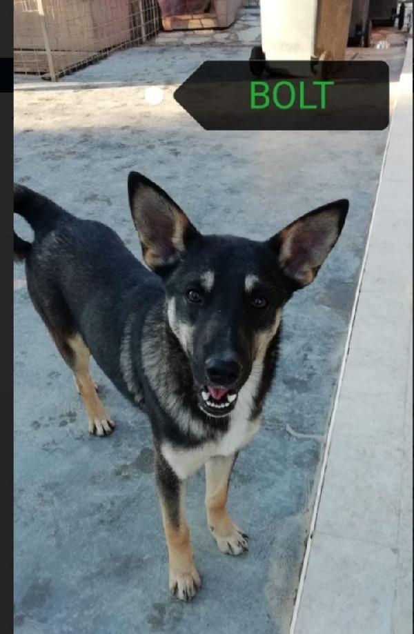 Bolt pastorinobtg media adulto e magnifico!MILANO Foto 5