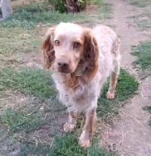 Breton arancio 7anni in box dal 2020!! LAZIO SOS Foto 2