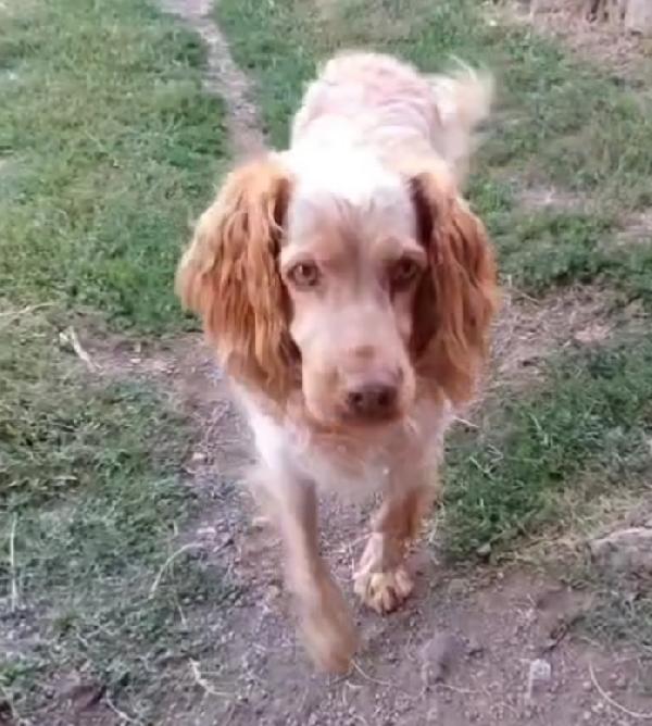 Breton arancio 7anni in box dal 2020!! LAZIO SOS Foto 4