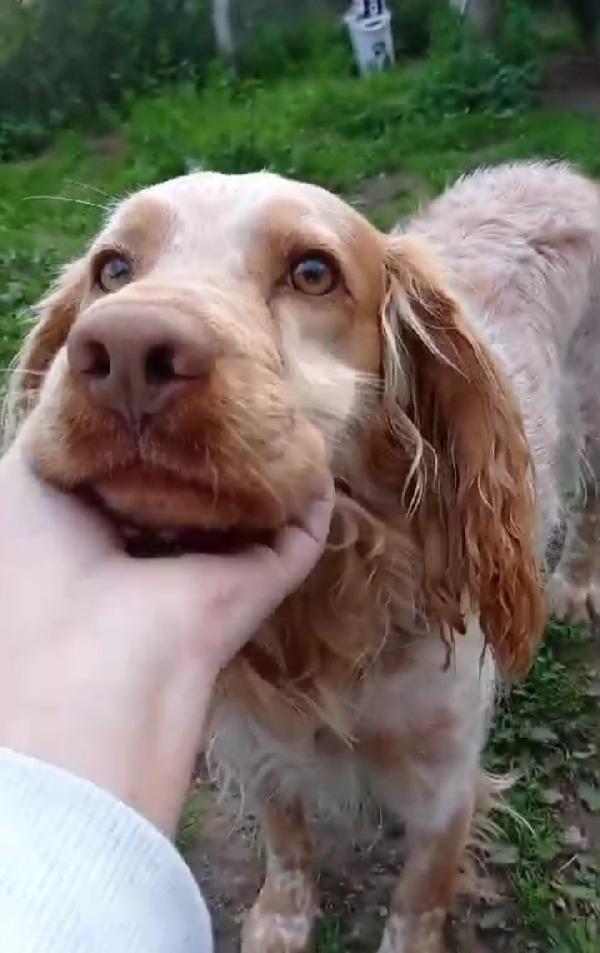 Breton arancio 7anni in box dal 2020!! LAZIO SOS Foto 6