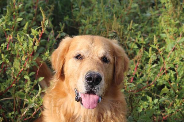 Marley, solo solo in gabbia  Foto 2