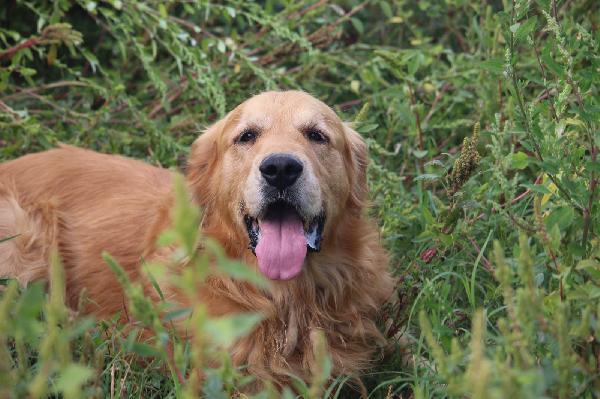 Marley, solo solo in gabbia  Foto 3