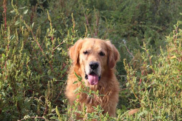 Marley, solo solo in gabbia  Foto 4