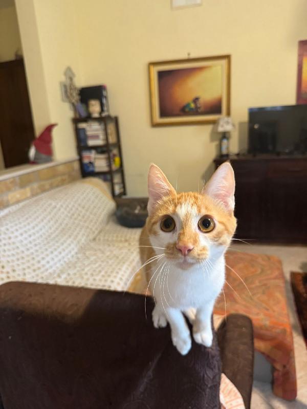 Lucio - Gattino Di 7 Mesi