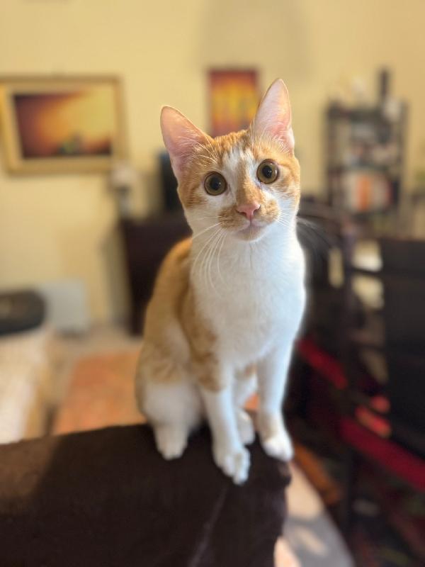 LUCIO - gattino di 7 mesi Foto 2