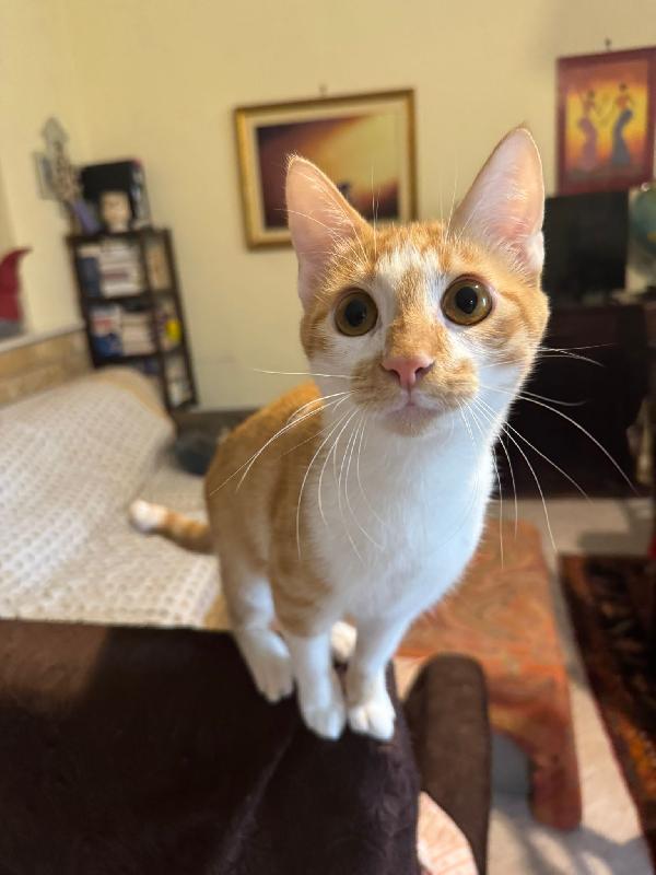 LUCIO - gattino di 7 mesi Foto 3