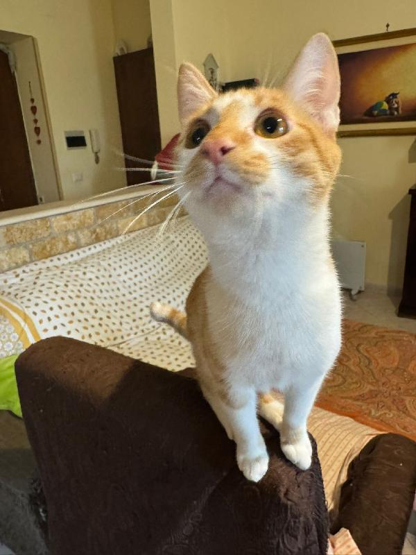 LUCIO - gattino di 7 mesi Foto 4