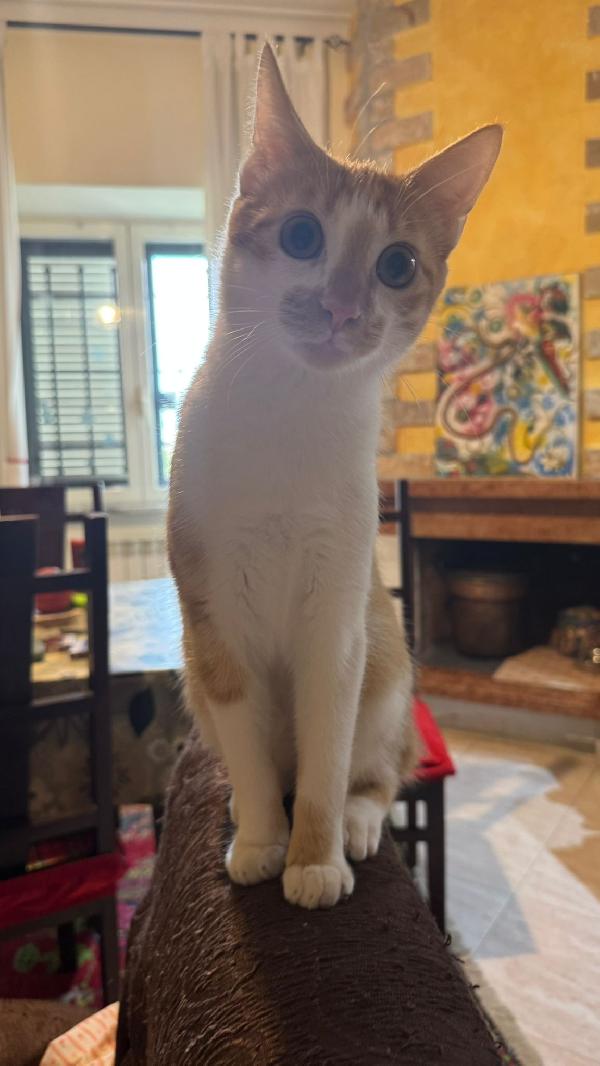 LUCIO - gattino di 7 mesi Foto 5