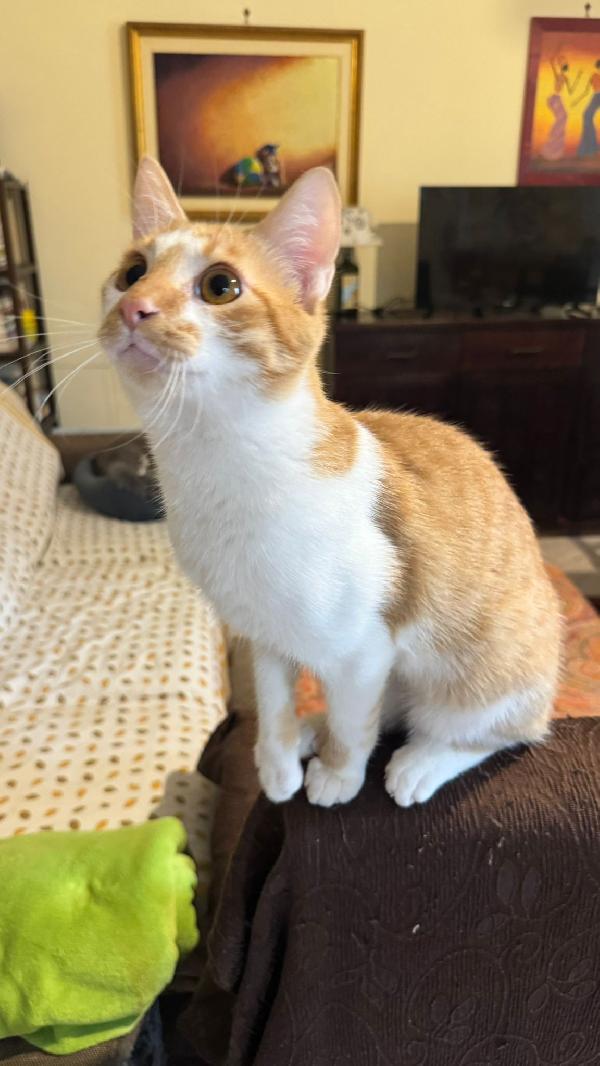 LUCIO - gattino di 7 mesi Foto 6