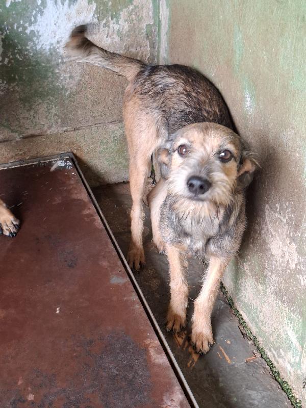 BLUES - cucciolo di 10 mesi - taglia media Foto 2