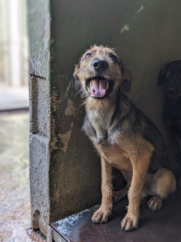 BLUES - cucciolo di 10 mesi - taglia media Foto 3