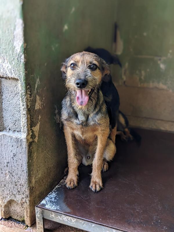 BLUES - cucciolo di 10 mesi - taglia media Foto 4