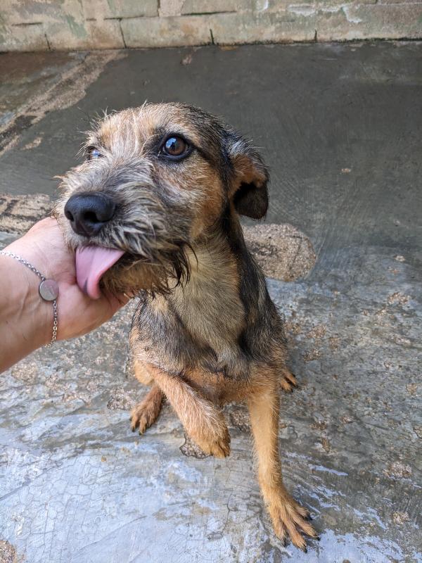 BLUES - cucciolo di 10 mesi - taglia media Foto 5