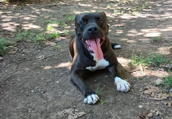 Mila - Simil Pitbull Di 5 Anni