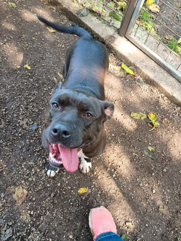 MILA - simil pitbull di 5 anni Foto 2