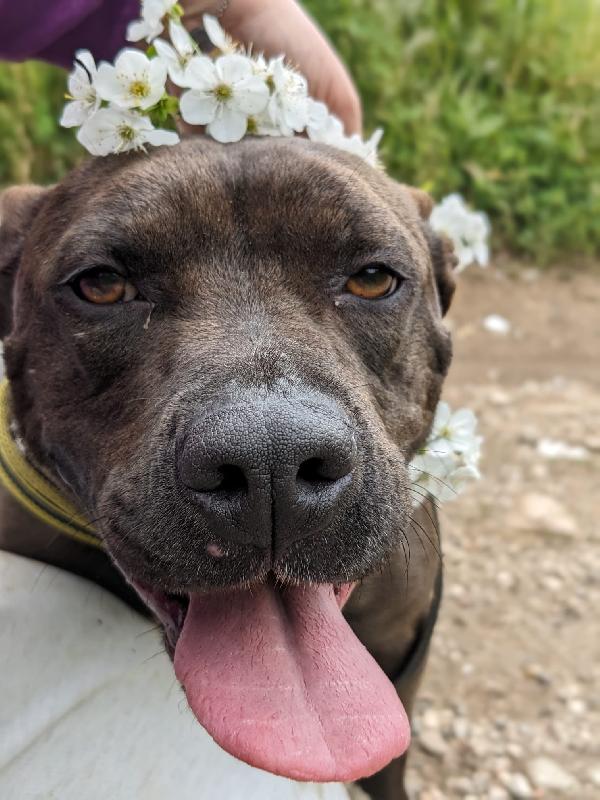 MILA - simil pitbull di 5 anni Foto 3