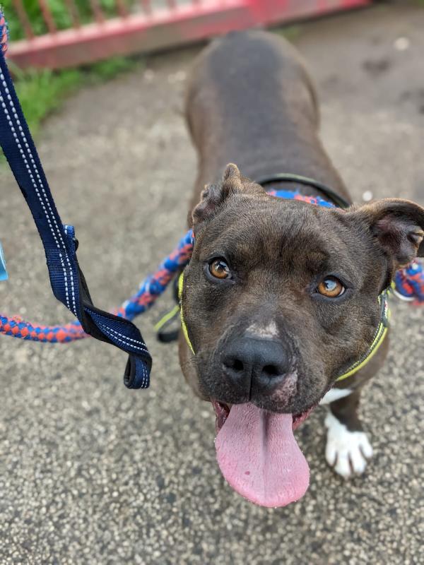 MILA - simil pitbull di 5 anni Foto 4