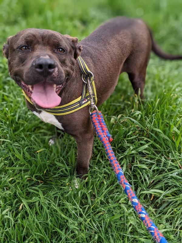 MILA - simil pitbull di 5 anni Foto 5