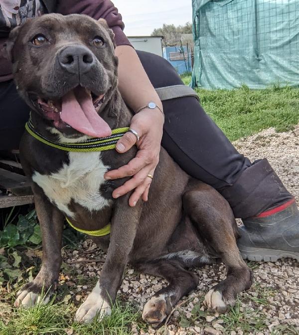 MILA - simil pitbull di 5 anni Foto 6