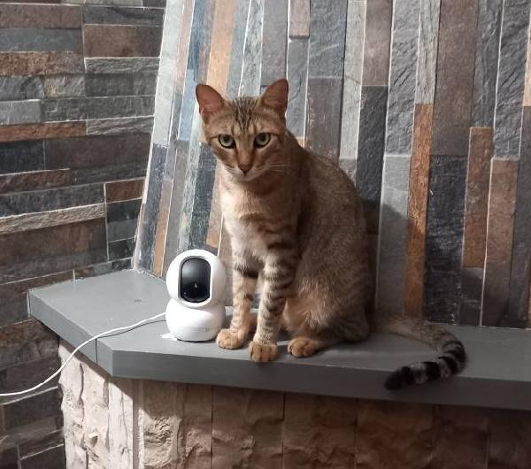 JAMES dolce micio in adozione! Foto 5