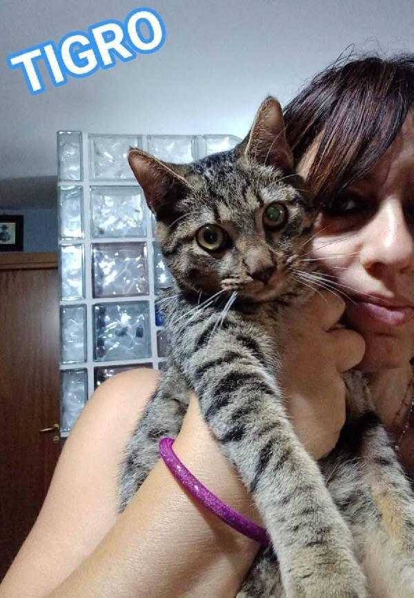 Tigro, Dolce Gattino In Adozione!