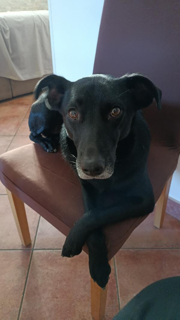 Cagnolino Di 1 Anno E Mezzo E 19 Kg