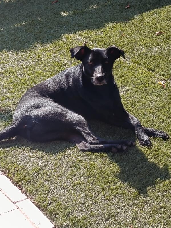 Cagnolino di 1 anno e mezzo e 19 kg Foto 2