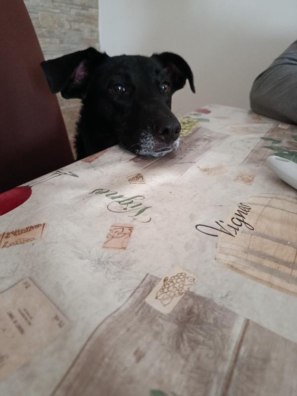 Cagnolino di 1 anno e mezzo e 19 kg Foto 3