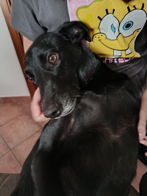 Cagnolino di 1 anno e mezzo e 19 kg Foto 4