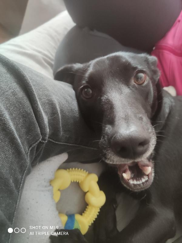 Cagnolino di 1 anno e mezzo e 19 kg Foto 5