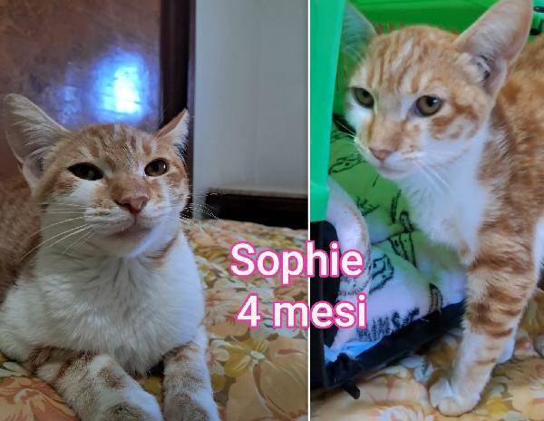 Chiamate x adottare un micio Foto 2