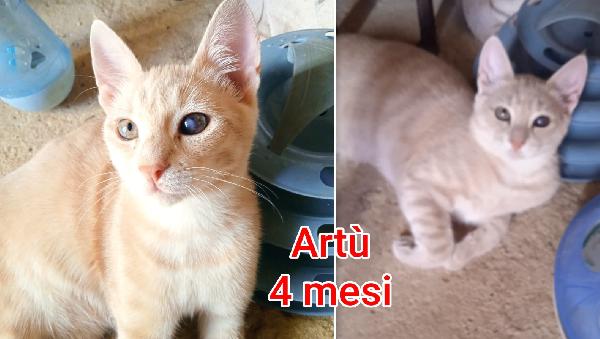 Chiamate x adottare un micio Foto 3