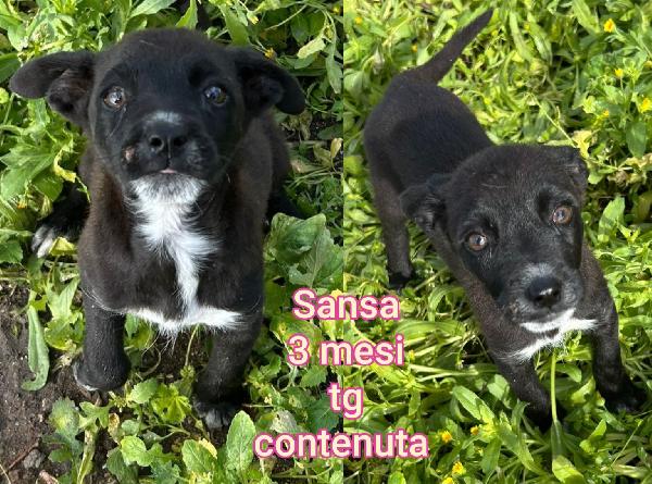 Cucciolotti bisognosi Foto 4