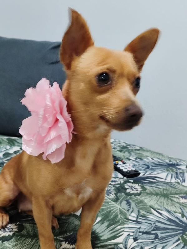 Kira Dolcissima Cagnolina Taglia Piccola 