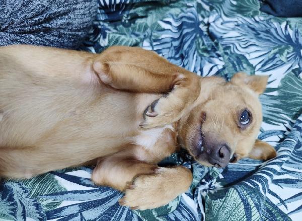 Kira dolcissima cagnolina taglia piccola  Foto 2