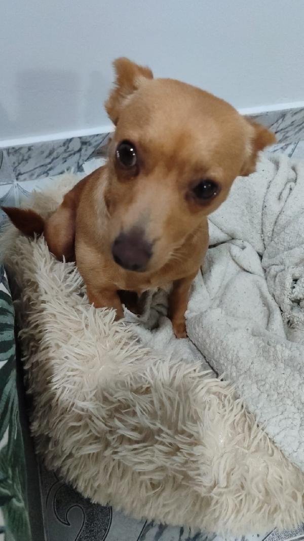 Kira dolcissima cagnolina taglia piccola  Foto 3