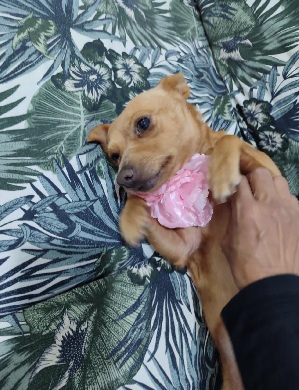 Kira dolcissima cagnolina taglia piccola  Foto 4