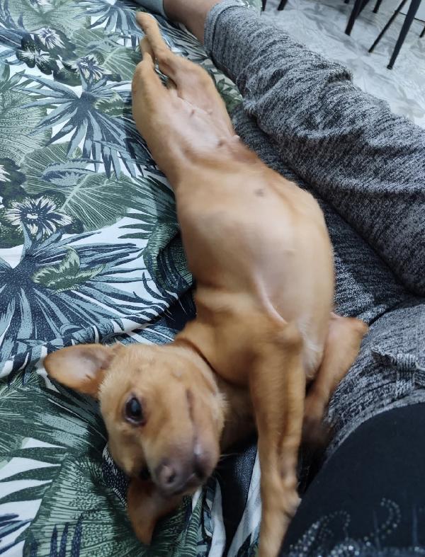 Kira dolcissima cagnolina taglia piccola  Foto 5