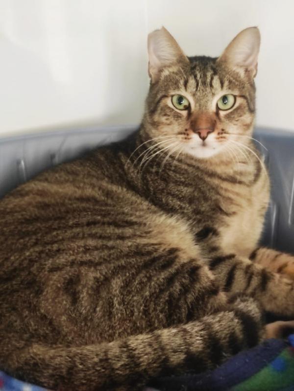 Adozione Del Cuore Per Tigrotto 