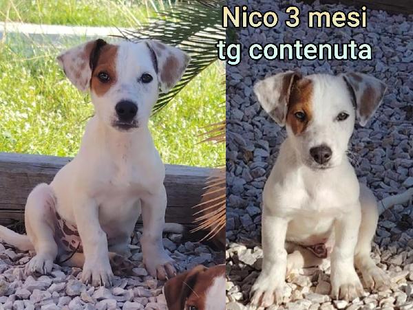 Cuccioli Abbandonati. Urgente