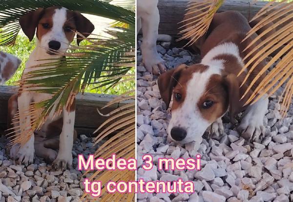 CUCCIOLI ABBANDONATI. URGENTE Foto 2