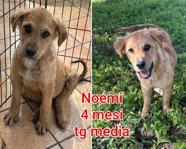 CUCCIOLI ABBANDONATI. URGENTE Foto 3