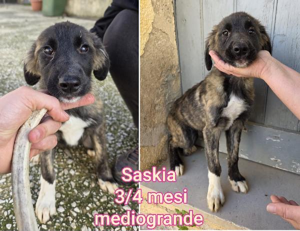 CUCCIOLI ABBANDONATI. URGENTE Foto 7