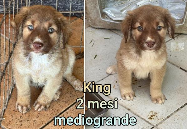 CUCCIOLI ABBANDONATI. URGENTE Foto 8