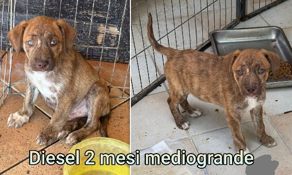 CUCCIOLI ABBANDONATI. URGENTE Foto 9