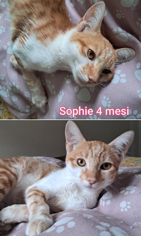 Micetti bisognosi. Adottate  Foto 3