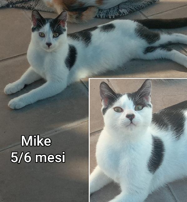 Micetti bisognosi. Adottate  Foto 7