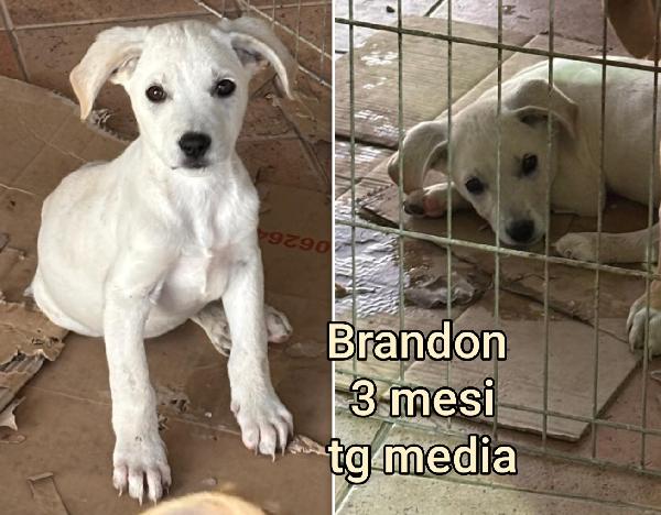 Adotta Un Cucciolo Senza Casa 