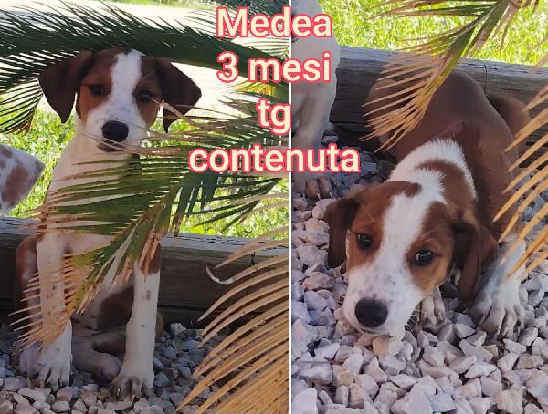 ADOTTA UN CUCCIOLO SENZA CASA  Foto 2