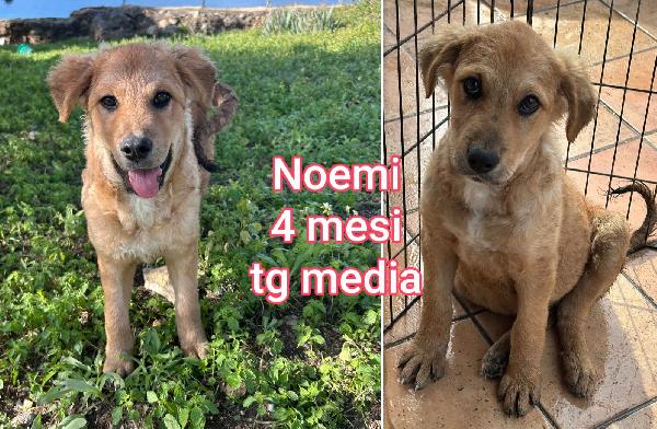 ADOTTA UN CUCCIOLO SENZA CASA  Foto 3